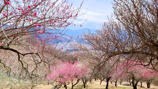 2022年3月　秩父・長瀞旅行②♪宝登山の梅百花園でお花見♪最終日も温泉とご当地グルメ♪