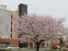 上福岡駅西口ロータリーで咲いている満開の桜