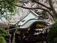 鎌倉の桜（鎌倉殿の13人を偲んで）　