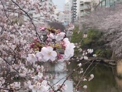 目黒川の桜と恵比寿でのランチ