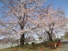 流山市のおおたかの森東・小山さくらっ子通り・移植桜