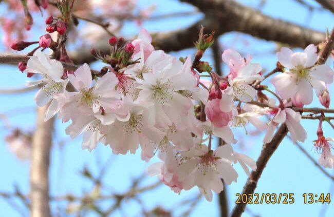 3月25日、午後1時半頃にふじみ野市亀久保西公園で咲いている冬桜を見に行きました。　16本ある冬桜の樹には二番花が咲いている樹があり、とても美しかったです。<br /><br /><br /><br /><br />*写真は美しい二番花が咲いている冬桜<br />