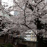 桜が満開の湯島聖堂と神田明神