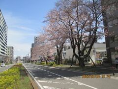 流山市のおおたかの森東・桜通り・染井吉野満開