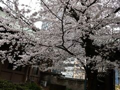 桜が満開の湯島聖堂と神田明神