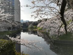 年度替わりのヒトリお花見。