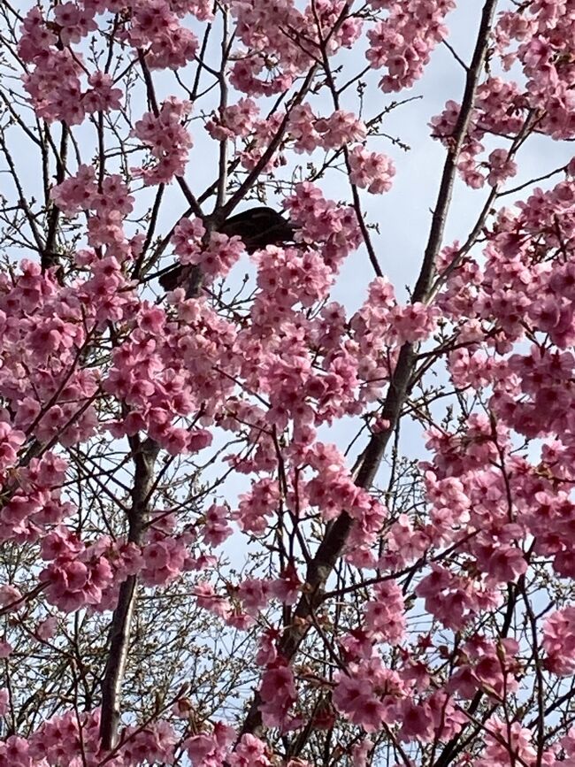 行田東公園が『動』とするなら<br />行田西公園は『静』でしょうか。<br />心がとても落ち着きます。