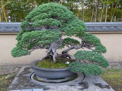 2022年3月埼玉(7)大宮(氷川参道 市立博物館 大宮氷川神社 大宮公園 花見 大宮盆栽村 盆栽博物館 漫画会館)