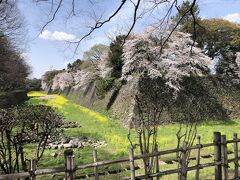 名古屋城　桜満開　2022年3月