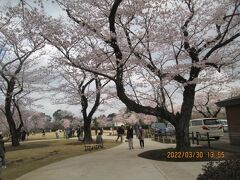 柏市のあけぼの山公園・さくら山・桜満開・2022年3月末