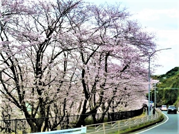 　2022年3月下旬　久しぶりに桜を観にために(2018年;観音崎と走水、2019年;衣笠公園、2020年/2021年は中止)、観音崎通り;走水～観音崎～鴨居～(小原台,燈明堂)を、`花見`ではなく一人で炭酸水を持って！<br />　観音崎通りの桜;走水水源地/走水神社/防大走水海上訓練場/観音崎京急ホテル入口/横須賀美術館/観音崎公園/展望園地/市立鴨居保育園♪　なお保育園から小原台にはとても近いので小原台を、浦賀-久里浜港の途中に西叶神社,燈明堂跡も☆<br /><br />　今回(3日)の天気は`花曇り`でしたので富士山は見えませんですが、観音崎通り(R16号線→県道209号観音崎環状線)の桜は七分/八分咲きで愛でるのに、風景もそれぞれに見応えありましたよ;浦賀水道/本殿からの眺望/桜並木/小原台の`桜の林`/桜越しに本堂/桜模様トンネルと桜…予言;「川間隧道は新-桜並木」(^^)　　いつもは`桜と背景`を！ ですが(珍しく)`桜`だけを写真にも挑戦しました♪　表紙は走水水源地からの[観音崎通り]です