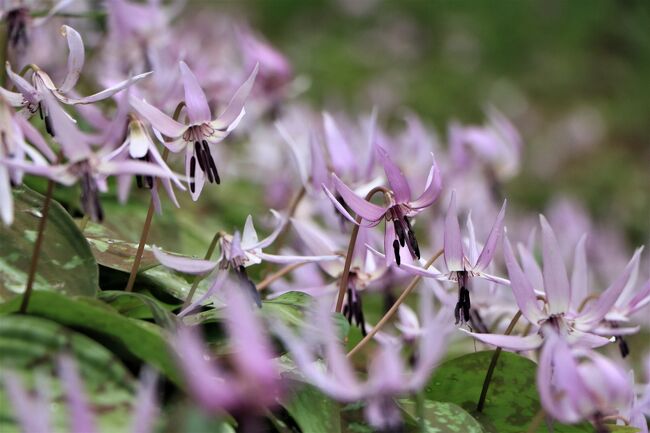 紅葉で有名な香嵐渓のカタクリの花は、香嵐渓の飯盛山の北西向き斜面の約0.5haに群生地があります。<br /><br />カタクリの花は、花が咲くまでに７～８年かかるといわれており、香嵐渓では昔から自生していたものを保護・育成して、今のような大群落になりました。<br />3月中旬の暖かい日に一気に開花し、天気の悪い日や、夜には花を閉じてしまいます。<br /><br /><br />花の姿が可憐で、スプリングエフェメラル(早春の妖精)に、会いに行きました。<br />花の開花は、陽の当たる午後なので、頃合いを見計らって家を出て、ついでに久しぶりに三州足助屋敷を見学してきました。