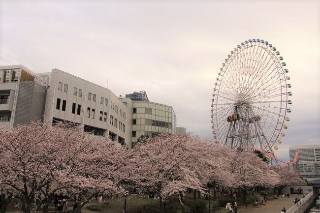 ＪＲ桜木町駅から掃部山公園、伊勢山皇大神宮、さくら通り、カップヌードルミュージアムパークなどの桜の名所を巡って来ました。天気はあまり良くなかったですが、概ね桜は満開で花見を楽しむことが出来ました。<br />