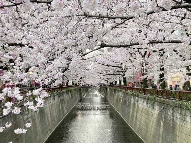 都内の桜です　時間も場所もバラバラですが、まとめてみました<br />日本一テレビに映ってそうな桜といえば、靖国神社かなー（もしくは上野公園あたり？）と言うことで、旅行記のエリアの登録は市ヶ谷にしてみました　エリアは複数選べるようになるといいのですがー　<br /><br /><br />なんとなく南～北に向かって並び変えてみました<br />●羽田空港<br />●JR蒲田駅と京急蒲田駅の間の川沿い<br />●池上本門寺　<br />●さくらの散歩道・晴海トリトンスクエア<br />●目黒川<br />●さくら坂　六本木<br />●六本木ヒルズ<br />●毛利庭園<br />●六本木　ミッドタウン<br />●新宿御苑<br />●千鳥ヶ淵<br />●九段坂公園<br />●北の丸公園・日本武道館<br />●靖国神社<br />●フィリピン大使公邸<br />●東京大神宮<br />●飯田橋サクラテラス<br />●カナルカフェ<br />●江戸川公園<br />●播磨坂