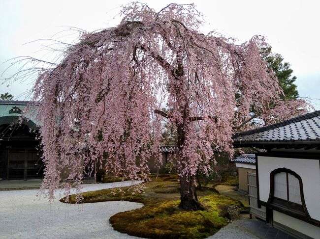 13年前、母・妹・私の3人で大谷本廟へ父の分骨をするために京都を訪問しました。その折「父に会いにまたみんなで京都に来ようね」と話したのですが、私も妹も仕事の関係でなかなかタイミングが合わず果たせずにいました。<br /><br />昨年4月私と妹は退職し、ようやく自由に時間が使えるようになりました。今年は父の十三回忌、最近体力の衰えが目立つ母のことを考えると、3人いっしょに京都に行くのは今しかありません。<br /><br />「最後になるだろうから、どうせなら京都の桜が見たいわ」と母。ならば桜の季節に訪問しようと、ネットで情報を集め、3月28日から2泊3日で父の供養と京の桜を愛でる旅を計画しました。<br /><br />京都の桜は3月24日に開花宣言が出ました。ところがその後気温が上がらす、旅行前日京都の桜情報を見るとほとんどの名所は「つぼみ」(泣)「京都御苑」だけ「満開」で、五分咲きから七分咲きの場所はなく、三分咲きのところがちらほらという状況でした。花の開花時期を予想するのは本当に難しいです。<br /><br />旅行前日から気温が上昇しているので、一気に桜の開花が進むのを期待して京都へ出発しました。
