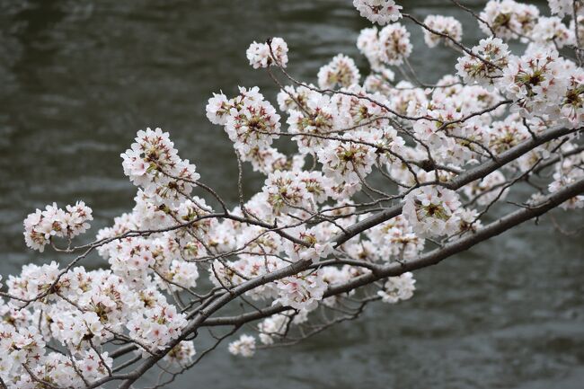 さて、東京桜の名所、目黒川がついに今年も本気出してきましたよー！