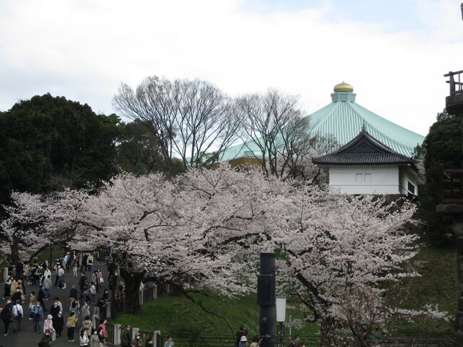九段下の千鳥ヶ淵と靖国神社で、満開の桜を観てきました！