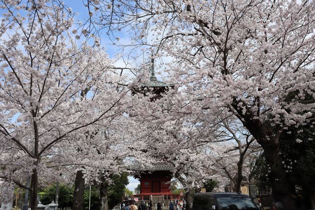 東京都大田区の池上本門寺は日蓮宗の大本山で、春には多くのソメイヨシノと関東では数少ない笹部桜が咲く観光スポットになります。また、関東で最古の五重塔と力道山の墓所があることでも有名です。<br /><br />この日、ネット情報では7分咲でしたがお天気も良く訪問してみました。日テレがNews everyの夕方4時20分から始まる渡辺裕太君コーナーで取材に来ていて生放送されました。見頃は今週末までということです。なお、池上本門寺へのアクセスは東急池上線の池上駅下車、徒歩10分です。