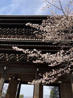 咲き始めの京都の桜　その2　白川南通・知恩院・円山公園＆イルチプレッソ祇園のディナー