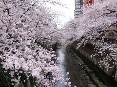 神田川の桜の花見 Sakura viewing in Kanda riverside