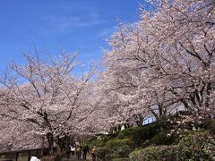 目黒川沿いを桜を見ながら散歩2022年3月