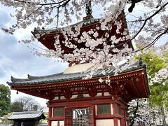 川越大師・喜多院の桜を愛でるとき