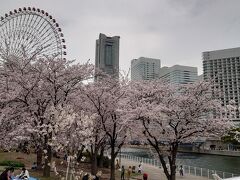 横浜お花見ウォーキングが楽しい！ 野毛山公園から大岡川、北仲BRICK ～みなとみらいへ