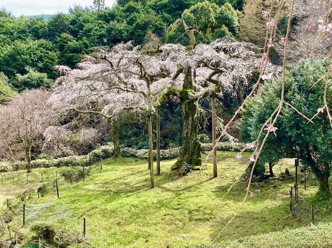 樹齢350年と言われるたった１本の枝垂桜を見に行きました。30年くらい前に、亡き父を車椅子に載せて、母と一緒に花見に行ったことがあります。当時は見物客も多く、桜も見事でした。今回小田原に用事ができたついでに立ち寄りました。残念ながら、中央トップの枝が枯れたのか腐ったのか定かではありませんが、当時よりも見応えは劣っていました。