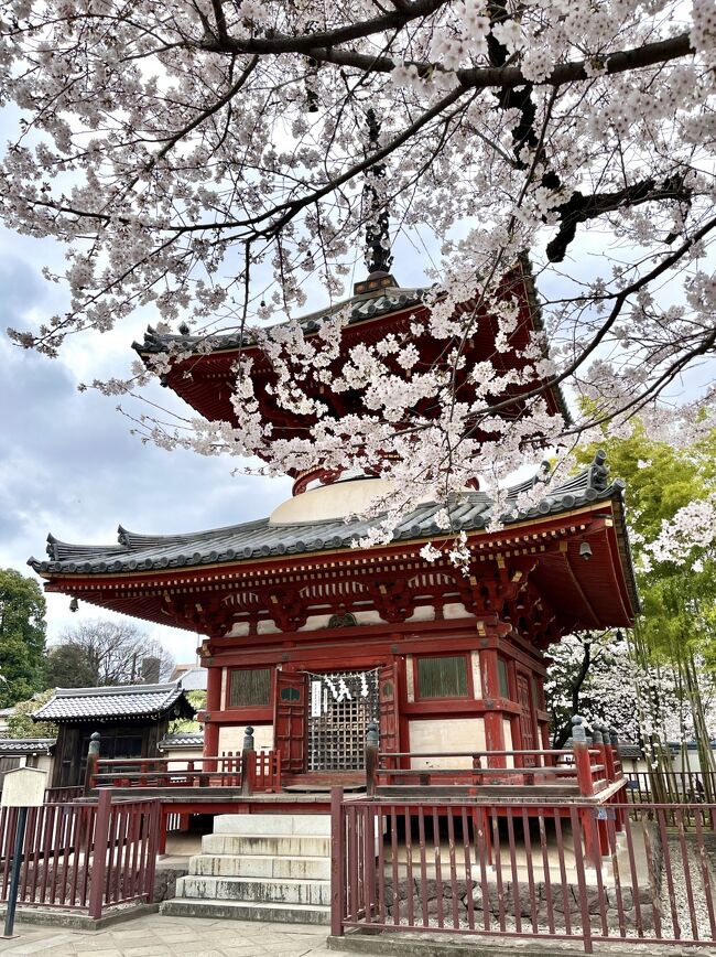 川越に住んで27年、喜多院門前通りが通勤路でした。朝に夕に、毎日毎日この道を通り、移り変わる喜多院の景色を見てきました。こんな日がずーっと続くと思い込んでいましたが、会社がこの夏に移転することとなり、もう少ししたら電車通勤をすることになりました。<br />喜多院（きたいん）の桜を見るのも26回目ですが、この季節にお参りした記憶がありません。今行かないでどうする？という思いから半休をもらい、一人でお花見をしました。<br />この歳になって思い出すのは、昔会社の大先輩が「桜を見るのはあと何回だろう」と呟いたことです。その大先輩は今でもご健在で、ときとき便りをもらいます。<br />そんな感傷に浸りながら、喜多院とその界隈を歩いて回りました。<br /><br />川越喜多院の歴史は古く、まだこの近くまで入り江が迫っていた奈良時代（近くに貝塚もあります）に、仙芳仙人が法力により海水を押しのけた地に尊像を安置したと伝わります。<br />平安時代になり、淳和天皇の勅命により天長7年（830年）慈覚大師円仁により無量寿寺が創建されました。その後、永仁4年（1296年）伏見天皇が尊海僧正に再興させたとき、慈恵大師（元三大師）をお祀りしました。さらに後奈良天皇は「星野山」の勅額を下しました。<br />無量寿寺には、仏地院（中院）、仏蔵院（北院）、多聞院（南院）と3つの支院がありましたが、慶長4年（1599年）に天海僧正（慈眼大師）が北院に入り、寺号を喜多院と改めました。喜多院の正式な名称は星野山 無量寿寺 喜多院といいます。<br />それまでは中院が無量寿寺の中心的な存在でしたが、天海僧正の権勢によって、その地位を喜多院に譲ることとなりました。<br />寛永15年（1638年）1月の川越大火で現存の山門（寛永9年建立）を除き堂宇はすべて焼失しました。そのとき3代将軍徳川家光公は堀田加賀守正盛に命じてすぐに復興にかかり、江戸城紅葉山にあった別殿を川越に移築し、客殿、書院としました。この建物は現在も家光公誕生の間、春日局化粧の間として残っています。また、移築に際して新河岸川を利用して資材を運んだことから、新河岸川の整備が進み、江戸と川越を結ぶ舟運の発達に繋がりました。