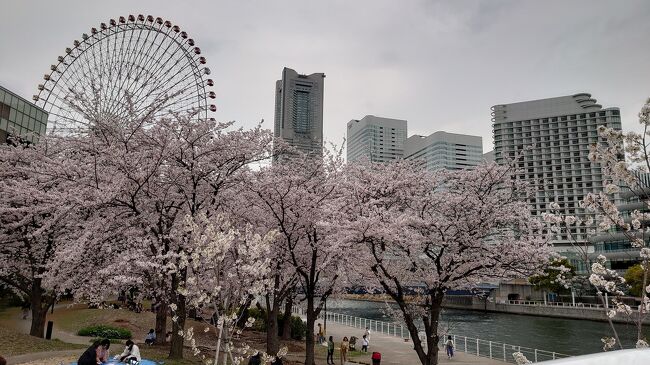 友人たちと久しぶりに会って、満開の桜のお花見を楽しみました。数時間にわたるウォーキングでほぼ1万5千歩も歩いちゃったわ、、、美しい桜を愛でながら又楽しいお喋りに花を咲かせ、あっという間の一日でした。<br />野毛山公園展望台に朝10:30に集合し、大岡川から市役所、北仲BRICK、みなとみらいで16:30解散までお花見ウォーキング、ランチとお茶の時間も楽しみました。