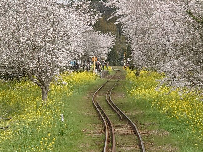 小湊鉄道線には昨年4月に一度乗車していた。<br />その折りは春の訪れが早かったせいか<br />沿線に咲き誇っているという桜の花はおわり<br />菜の花もわずかだった。<br />今年こそ、と待ちわびていた。<br />今年の開花は3月21～23日、、、<br />そうだ！トロッコ列車の予約をしなくてはと思い立ち<br />丁度夫との予定があいそうな3月31日の予約状況を<br />みてみたら<br />なんと、トロッコ列車の席はほんのわずかしか<br />残っていなかった。<br />（多分、普通の車両の席はもっと余裕があったのかも<br />しれない。）<br />小湊鉄道からいすみ鉄道をただひたすらのんびりと<br />乗り継いでいった旅行記です。<br /><br />（表紙写真はいすみ鉄道。前方に待ち受けるのは<br />大勢のカメラを手にした人たち。）