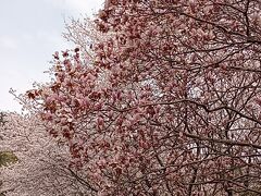 愛媛で桜を見る