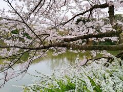 2022年3月　県立三ツ池公園の桜　その１