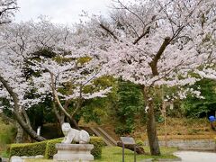 2022年3月　県立三ツ池公園の桜　その2