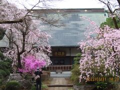 久し振りに多福寺を訪問①前庭に咲いている枝垂れ桜