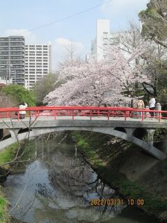 松戸市の松戸・坂川遊歩道・染井吉野