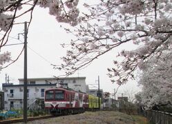 松戸市の馬橋駅から新松戸駅・新坂川桜並木満開・流山電鉄