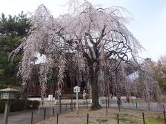 千本釈迦堂の枝垂桜も名木です。見逃せません。そして，甘味処へ。