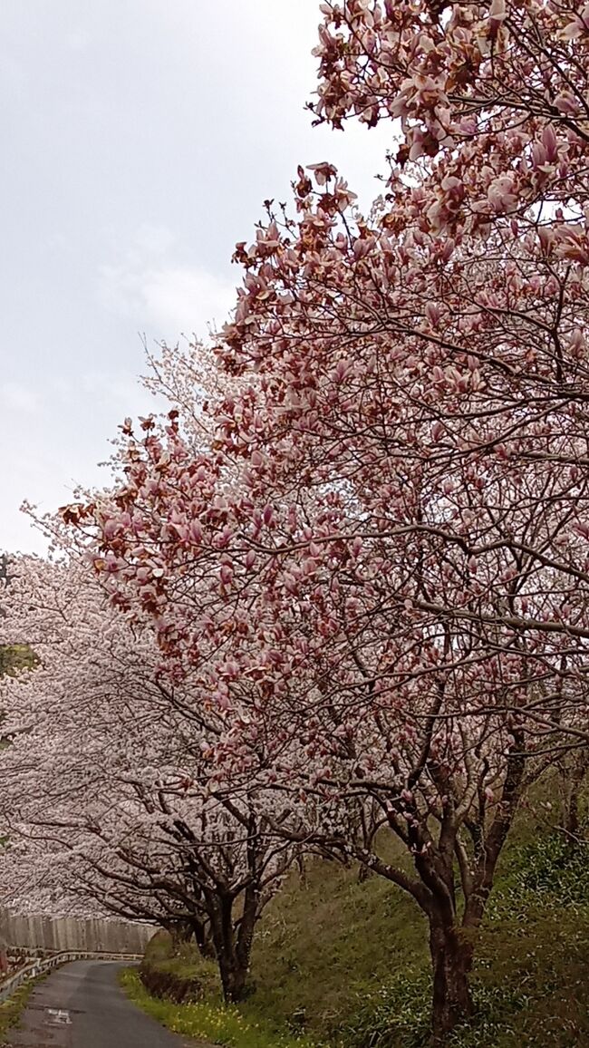 愛媛で桜を見るのも今年で終わりかな？<br />(´・ω・`)ということで、愛媛にいきまーす。途中石鎚山の、サービスエリアへ。八幡浜は満開に近い桜を見ました。酒はもちろん飲みませんでしたけどー。