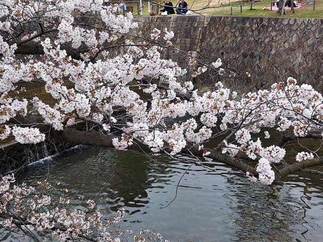 阪神間での桜の名所のひとつ、夙川沿い。混雑ひどすぎるから長いこと行ってないけど、コロナでマシって聞いたから、何年ぶりかで行ってみよか！