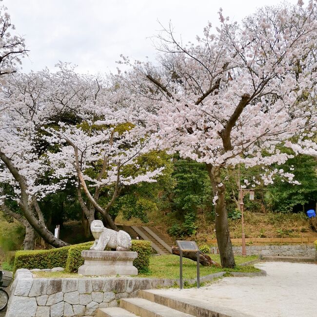 今年の三ツ池公園の桜もスワーイスワーイ