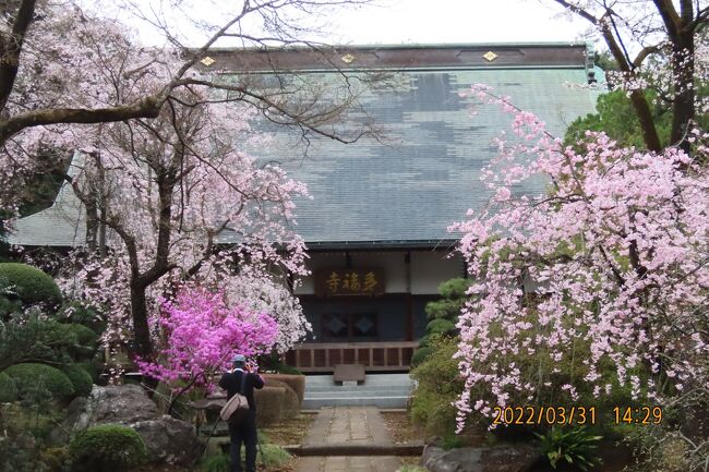 3月31日、午後1時半過ぎに自宅より自転車を利用して多福寺～木ノ宮地蔵堂～多聞院に訪問しに行きました。午後2時過ぎに多福寺に到着し、桜が咲いている美しい境内を見て回りました。　数種類の枝垂れ桜やミツバツツジ等が咲いていてとても華やかな前庭になっていました。<br /><br /><br /><br /><br />*写真は多福寺境内に咲いている美しい枝垂れ桜と本堂、