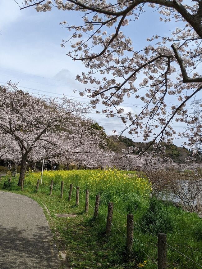 いつの間にか満開になった桜。<br /><br />テレビで見る名所の桜は今年は見に行けそうにないので、近場の桜の名所へ。<br /><br />見られる時に見ないと散ってしまいますものね。<br />のんびりお散歩しました。
