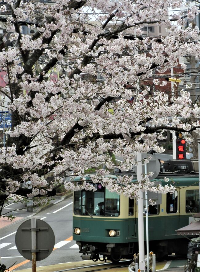 サクラ満開・・お花見日和　令和4年3月31日<br />江ノ電沿線沿いの桜追って・・・車窓　途中下車・・・鎌倉へ。<br /><br />藤沢出発、先ずは藤沢駅近くに、隠れ桜スポットあるという(情報ツーから)キリスト教会へ立ち寄り。<br /><br />次は石上駅手前の個人宅桜。江ノ電ウオッチャーには知られてるとか。<br /><br />そして、鵠沼駅。ホーム向かいの個人宅桜が見ごろ。<br /><br />さて、本日のメーンスポット。江ノ島駅下車龍口寺門前。<br />昼過ぎすでにカメラアマ？クルーがベストポジション占めているではありませんか。本格的カメラで構えている。デジタルおじさんは近寄れない。<br /><br />再び江ノ電鎌倉へ・・沿線桜の名所極楽寺は今回スルー、御霊神社境内のサクラは車窓からキャッチ。実はシャッターチャンス失敗。<br /><br />由比ガ浜駅のホームに1本の桜発見・・・下車してシャッター押しました。<br /><br />到着鎌倉。ここまで来たら鶴岡八幡宮段葛へ。<br />お見事満開でした。コロナ禍ですが鎌倉観光賑わっています。<br />最後に源氏池の桜を・・<br /><br />一息ついて今回ここまで。<br /><br /><br /><br /><br />