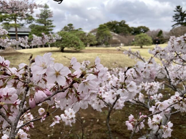 　3月末になり佐倉市内もソメイヨシノが開花しました、今回も佐倉市内の春を楽しもうと、お花を探してきました。<br />　今回は3月下旬に佐倉地区を集中してめぐり、有名な城址公園と堀田邸の桜、そして周辺の寺社の桜を見てきました。まさに春満開です。<br />　佐倉の春をお楽しみください。　<br /><br />　佐倉の花と紅葉の散策シリーズ<br />1.「千葉県佐倉市内で紅葉見物をしよう2021」<br />https://4travel.jp/travelogue/11662722<br />２．「千葉県佐倉市内であじさい見物をしよう」<br />https://4travel.jp/travelogue/11697836<br />３．千葉県佐倉市内で花見をしよう2022.3月-梅林編-<br />https://4travel.jp/travelogue/11742283<br />４．千葉県佐倉市内で花見をしよう2022.3月-河津桜編-<br />https://4travel.jp/travelogue/11743570<br />５．千葉県佐倉市内で花見をしよう2022.3月-志津・臼井のカンザクラ編-<br />https://4travel.jp/travelogue/11744792<br />