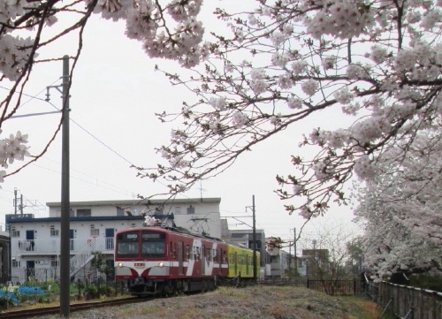 松戸市の西馬橋から新松戸・新坂川桜並木満開・流山電鉄