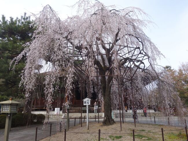 千本釈迦堂の枝垂桜も名木です。見逃せません。