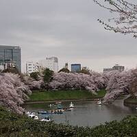 東京渋谷でアフタヌーンティー&#9749;。千鳥ヶ淵・靖国神社等の満開な桜を観賞&#127800;