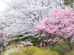 昭和記念公園で桜散歩・・・