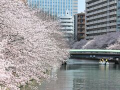 大横川の桜＆深川のお不動さんの巻